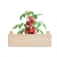 Tomatenkweekset in houten kratje wood
